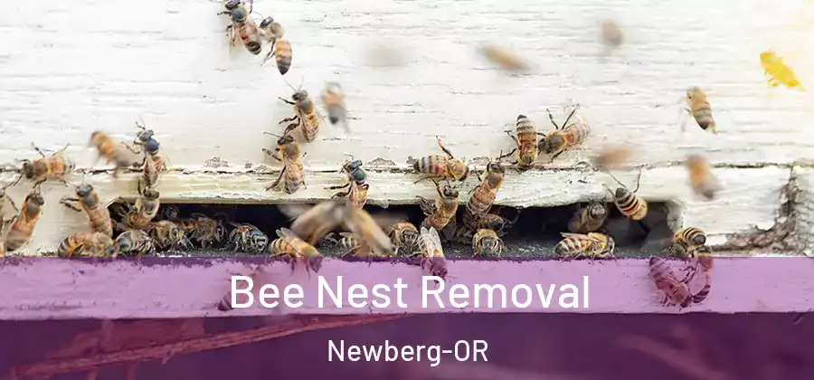  Bee Nest Removal Newberg-OR