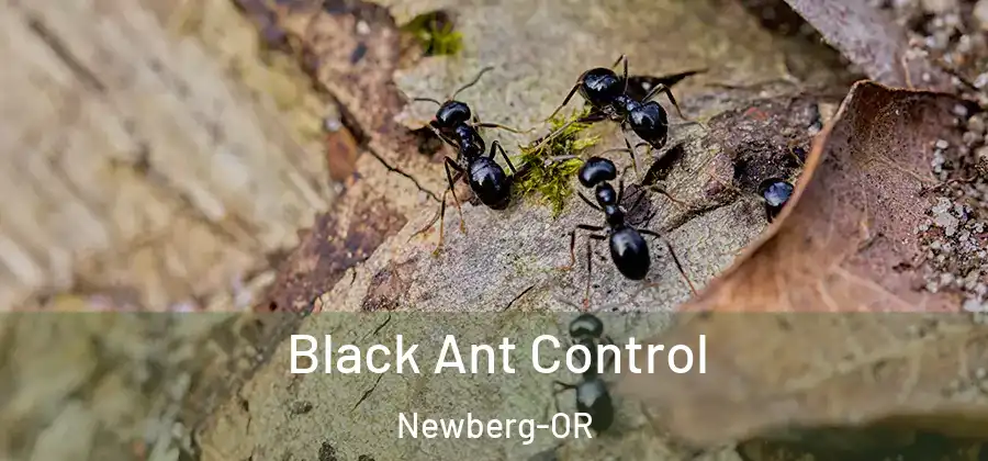 Black Ant Control Newberg-OR