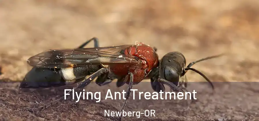  Flying Ant Treatment Newberg-OR
