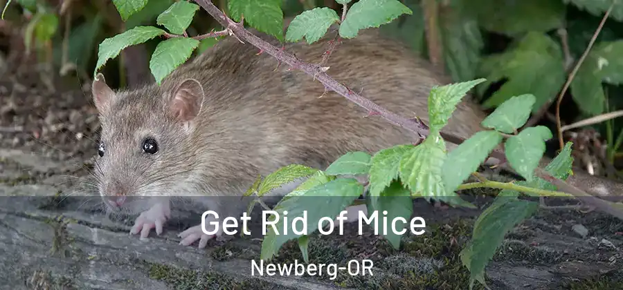  Get Rid of Mice Newberg-OR
