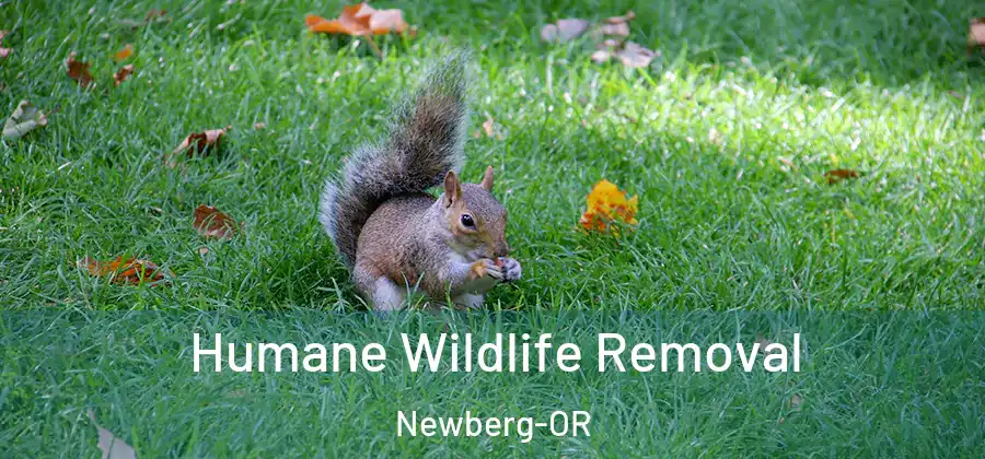  Humane Wildlife Removal Newberg-OR