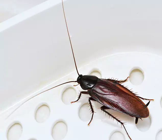 Trusted Cockroach Exterminator: Your Roach Control Services in Newberg, OR