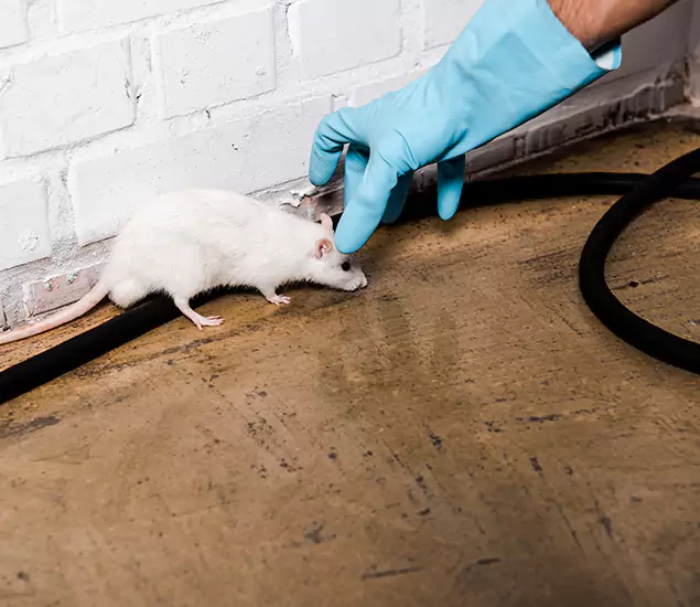About Rodent Control Experts in Newberg, OR