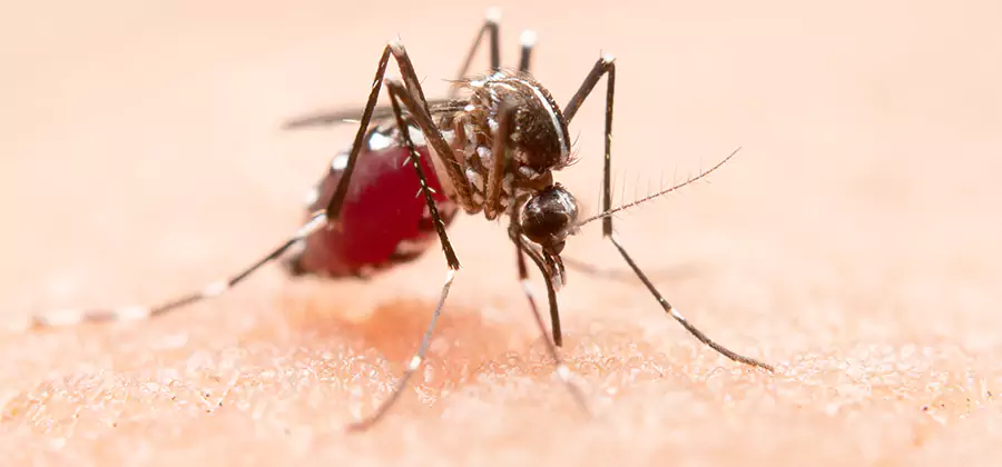 Indoor Mosquito Killer and Interior Control in Newberg