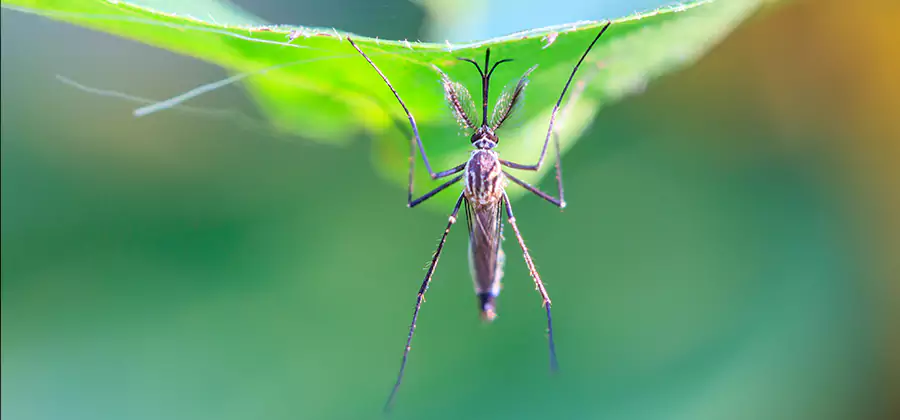 Home Defense Insect Killer in Newberg