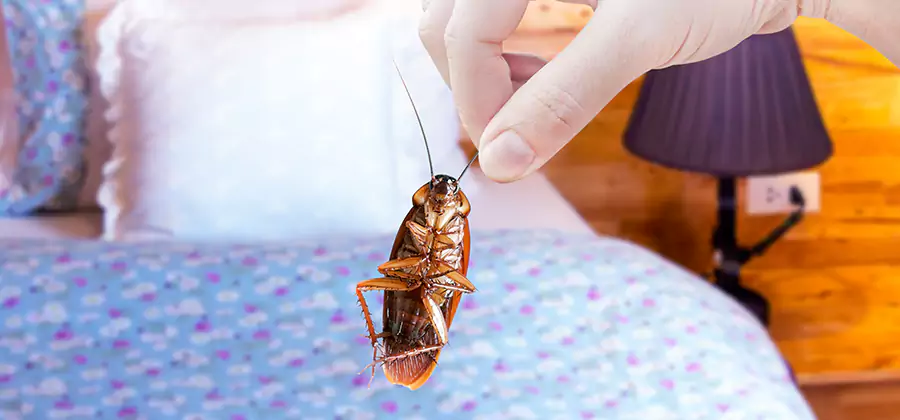 Bed Bug Inspection in Newberg