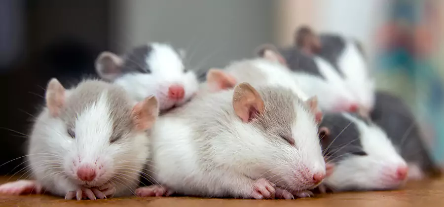 Rat Infestation Exclusion Service in Newberg