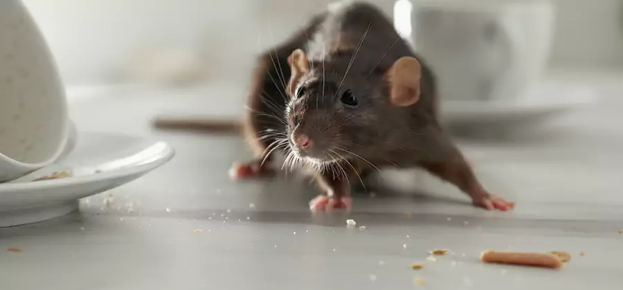 Attic Rat Exclusion Service in Newberg