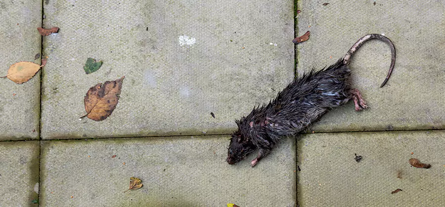Rodent inspection service in Newberg