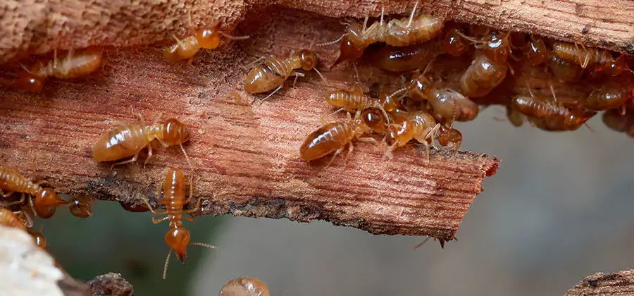 Wood Preservation Termite Treatment in Newberg