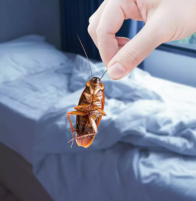 Why Choose Newberg Pest Control Pro for Bed Bug Extermination in Newberg, OR?