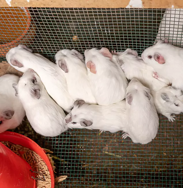 Why Choose Newberg Pest Control Pro for Rat Infestation in Newberg, OR?