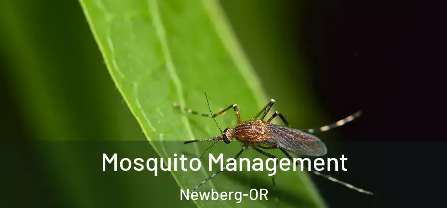 Mosquito Management Newberg-OR