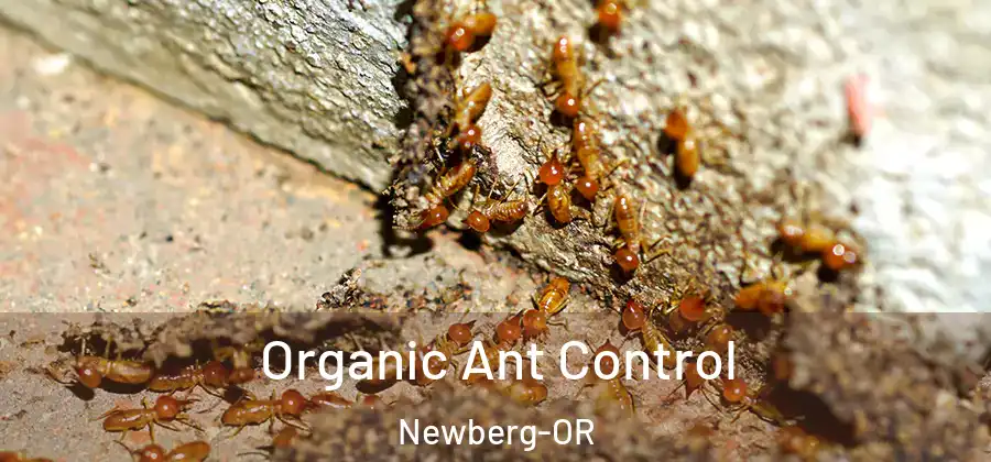  Organic Ant Control Newberg-OR