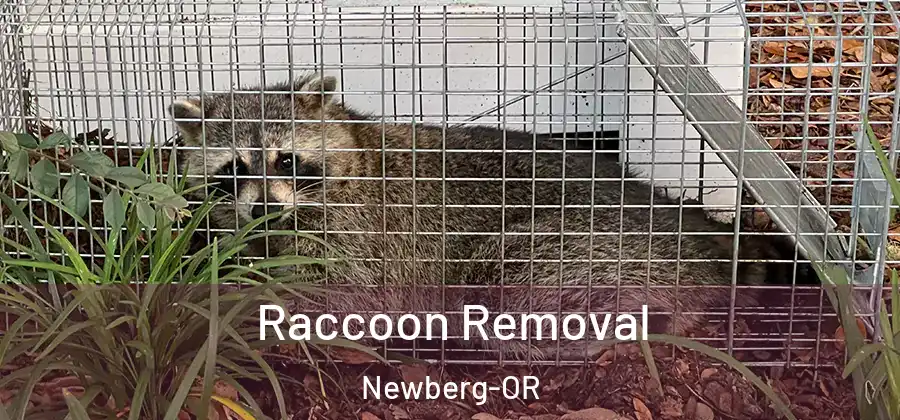 Raccoon Removal Newberg-OR