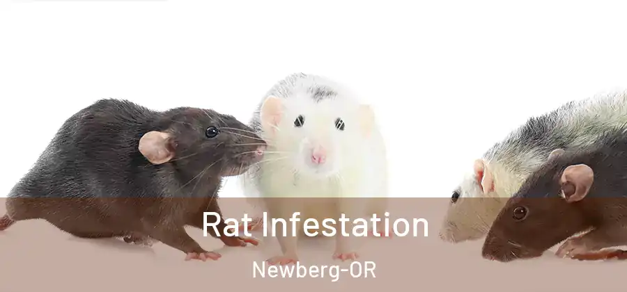 Rat Infestation Newberg-OR