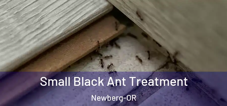 Small Black Ant Treatment Newberg-OR