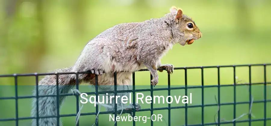  Squirrel Removal Newberg-OR