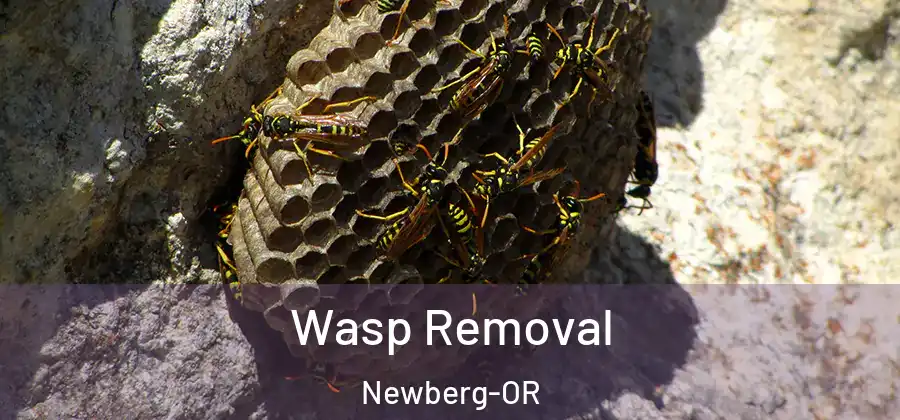 Wasp Removal Newberg-OR